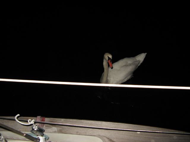 Evening visitor